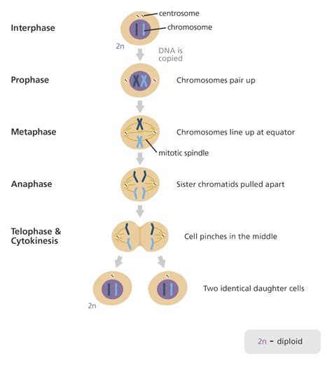 The Steps of Mitosis